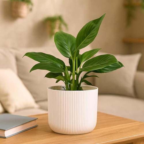 UGAOO Peace Lily Plant in White Ibiza Pot | Indoor Flowering Air-Purifying Plant for Ho…